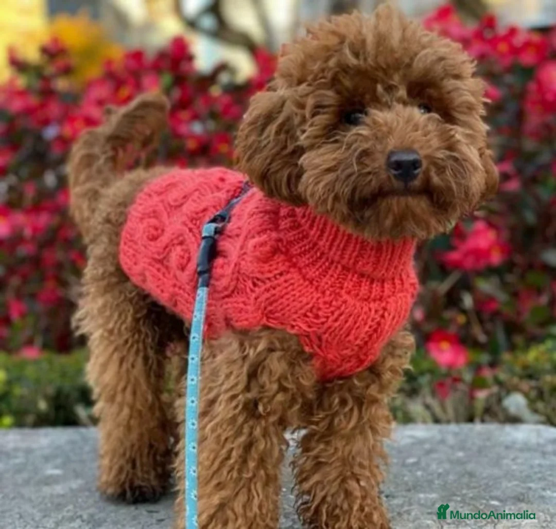 Imagen de galería {{count}}