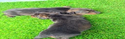 Teckel Miniatura perros en venta: TECKEL MINIATURA  - Anuncio 6