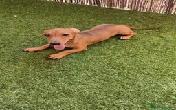 Teckel perros en venta: Teckel ♂️  - Imagen 2