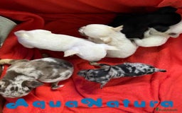 Chihuahua perros en venta: Chihuahua Hembra de Pelo Largo 6583 - AQUANATURA en Barcelona - Imagen 7