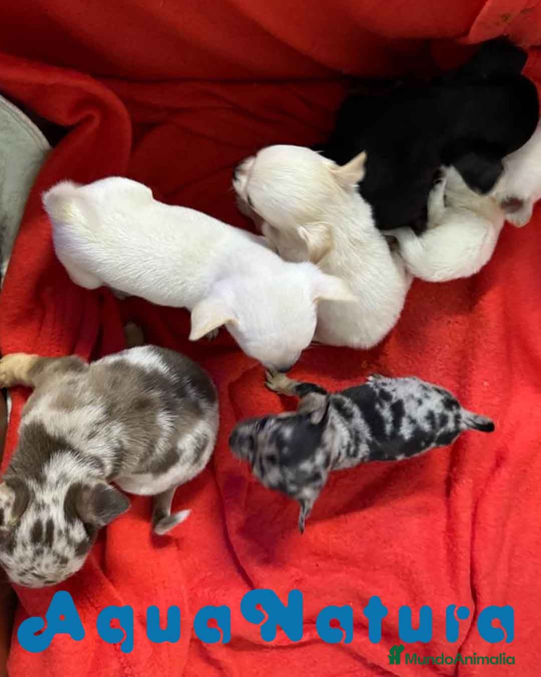 Chihuahua perros en venta: Chihuahua Hembra de Pelo Largo 6583 - AQUANATURA en Barcelona - Imagen 7