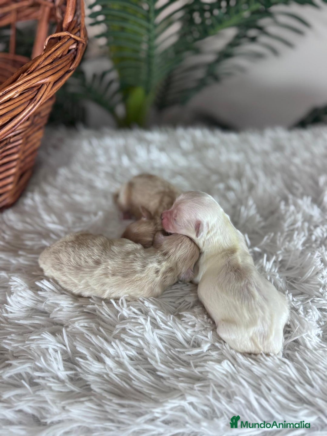 Maltipoo perros en venta: MALTIPOO  - Anuncio 21