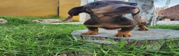 Teckel perros en venta: Teckel kanichen precio real. - Anuncio 4