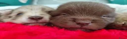 Raza Mixta perros en venta: Spitz pequeño ( pomerania) - Anuncio 4