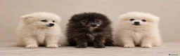 Pomerania perros en venta: Pomeranias🐾🐻 - Anuncio 1