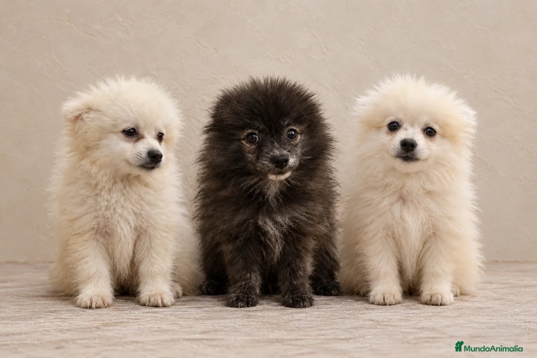 Pomerania perros en venta: Pomeranias🐾🐻 - Anuncio 1