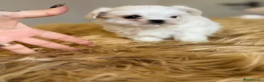 Bichón Maltés Cachorro 2