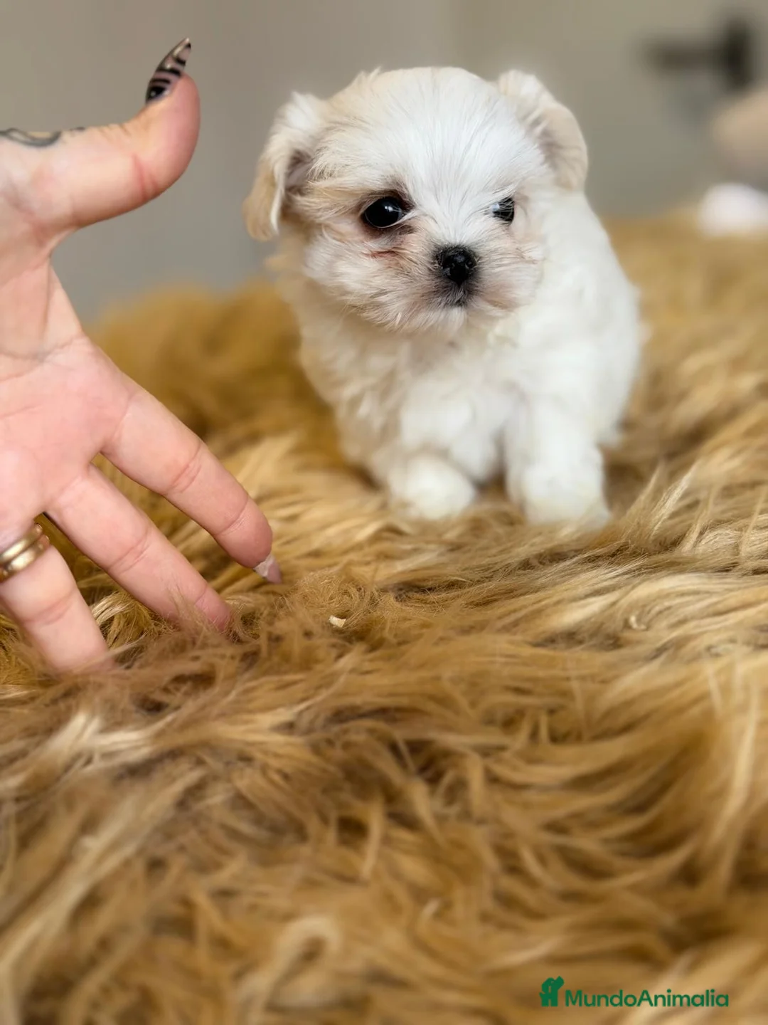 Bichón Maltés perros en venta: BICHON MALTES HEMBRA Y MACHO - Anuncio 2
