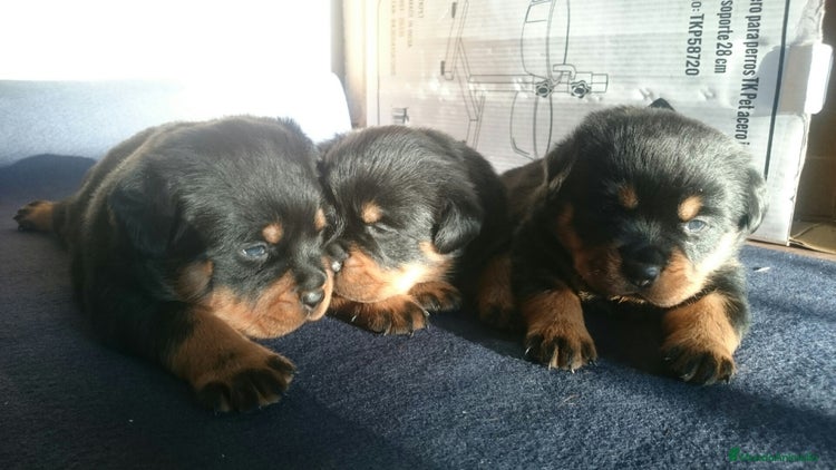 Rottweiler perros en Barcelona - Anuncio 11