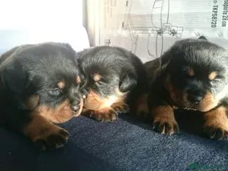 Rottweiler perros cachorros de rottweiler en Barcelona - Anuncio 2