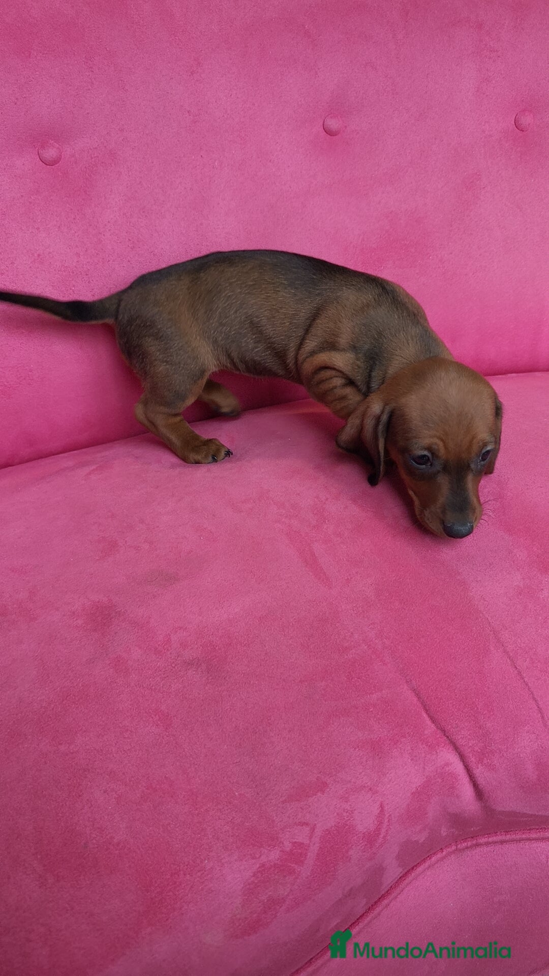 Teckel Miniatura perros en venta: Teckel mini - Anuncio 4