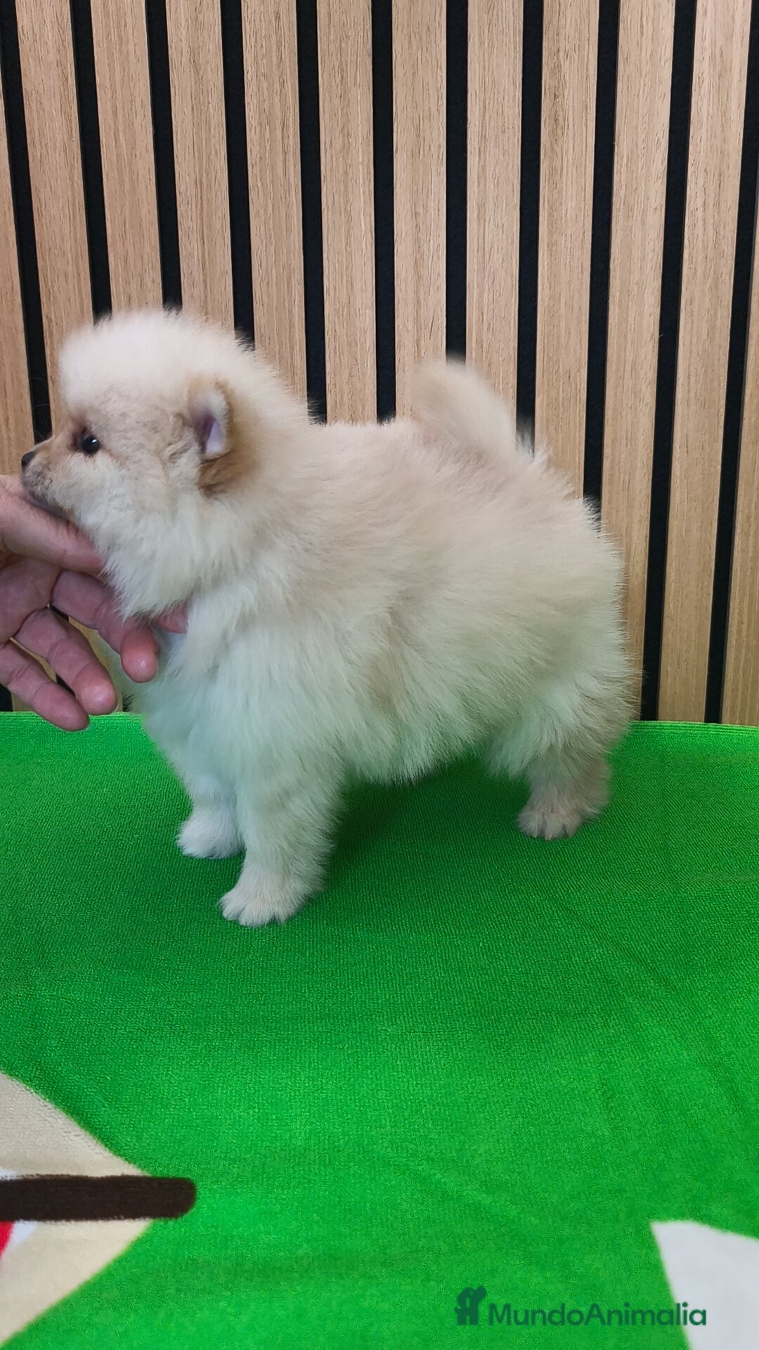 Pomerania perros Pomerania TOY Crema hembra ♀️♀️ - Anuncio 2