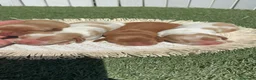 Cocker Spaniel Inglés perros en venta: COCKER SPANIEL INGLES - Anuncio 1