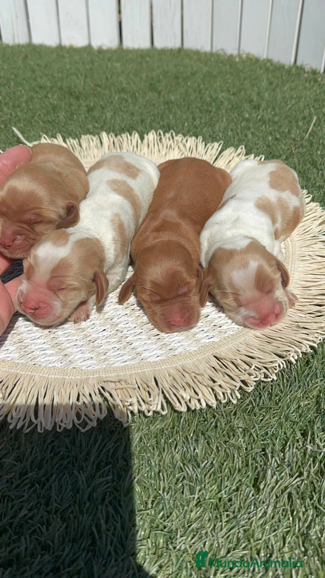 Cocker Spaniel Inglés perros en venta: COCKER SPANIEL INGLES - Anuncio 1
