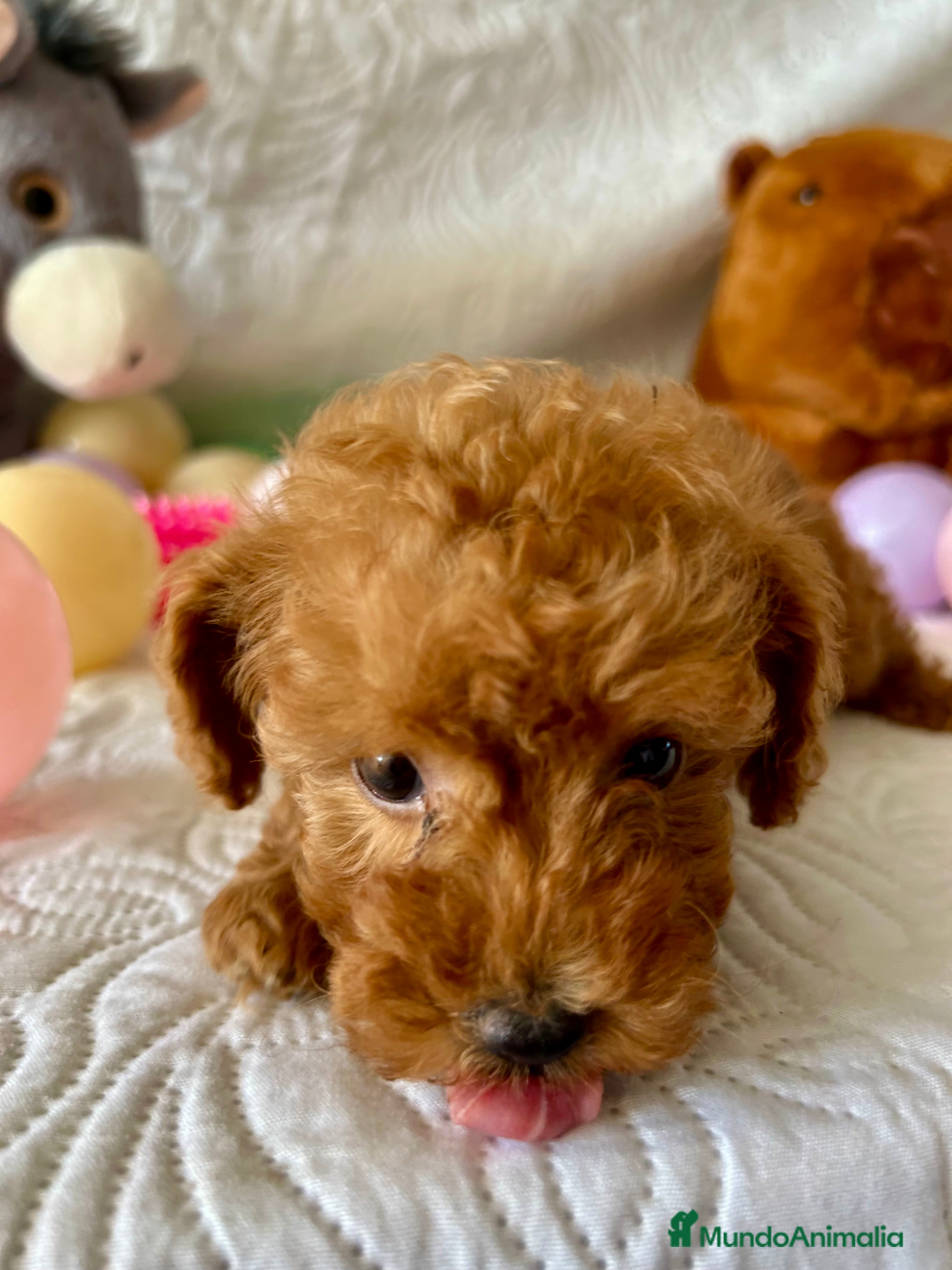 Caniche Toy perros CANICHE TOY ROJA - Anuncio 2