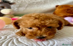 Caniche Toy perros en venta: CANICHE TOY ROJA - Imagen 2