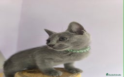 Azul Ruso gatos en venta: Ultimo cachorros de azul ruso  - Imagen 5