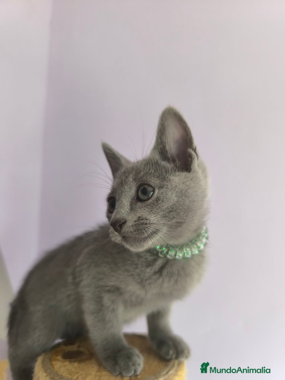 Azul Ruso gatos en venta: Ultimo cachorros de azul ruso  - Imagen 5