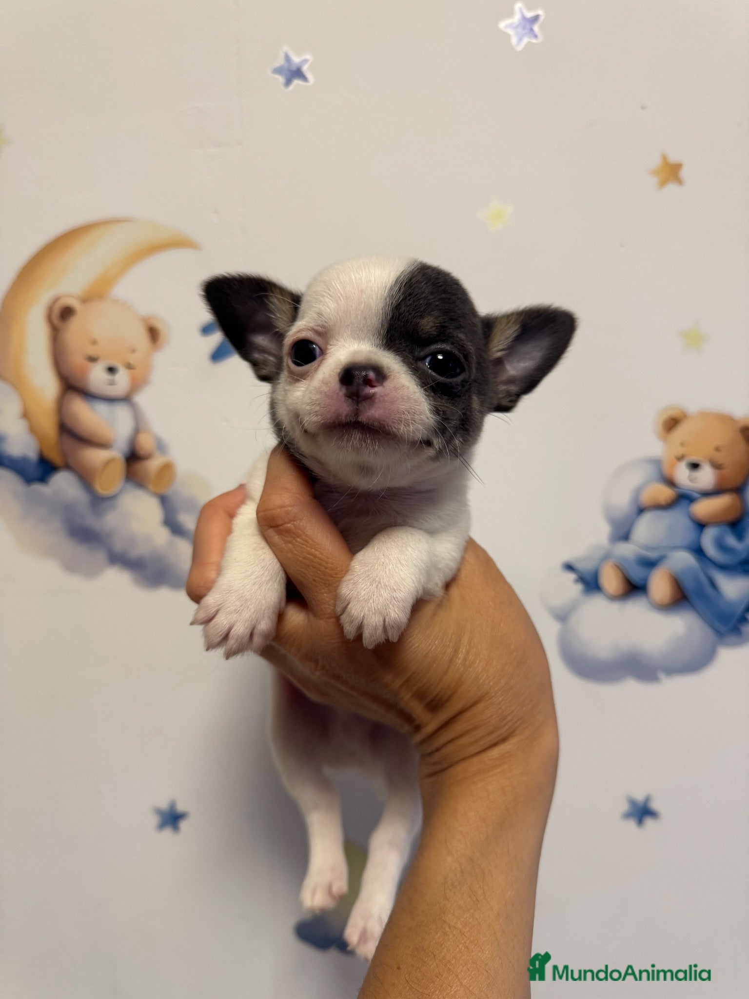 Chihuahua perros Chihuahua cabeza manzana toy - Anuncio 25