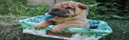 Shar Pei perros en venta: LOS MEJORES SHAR PEI BEBES en Málaga - Anuncio 9