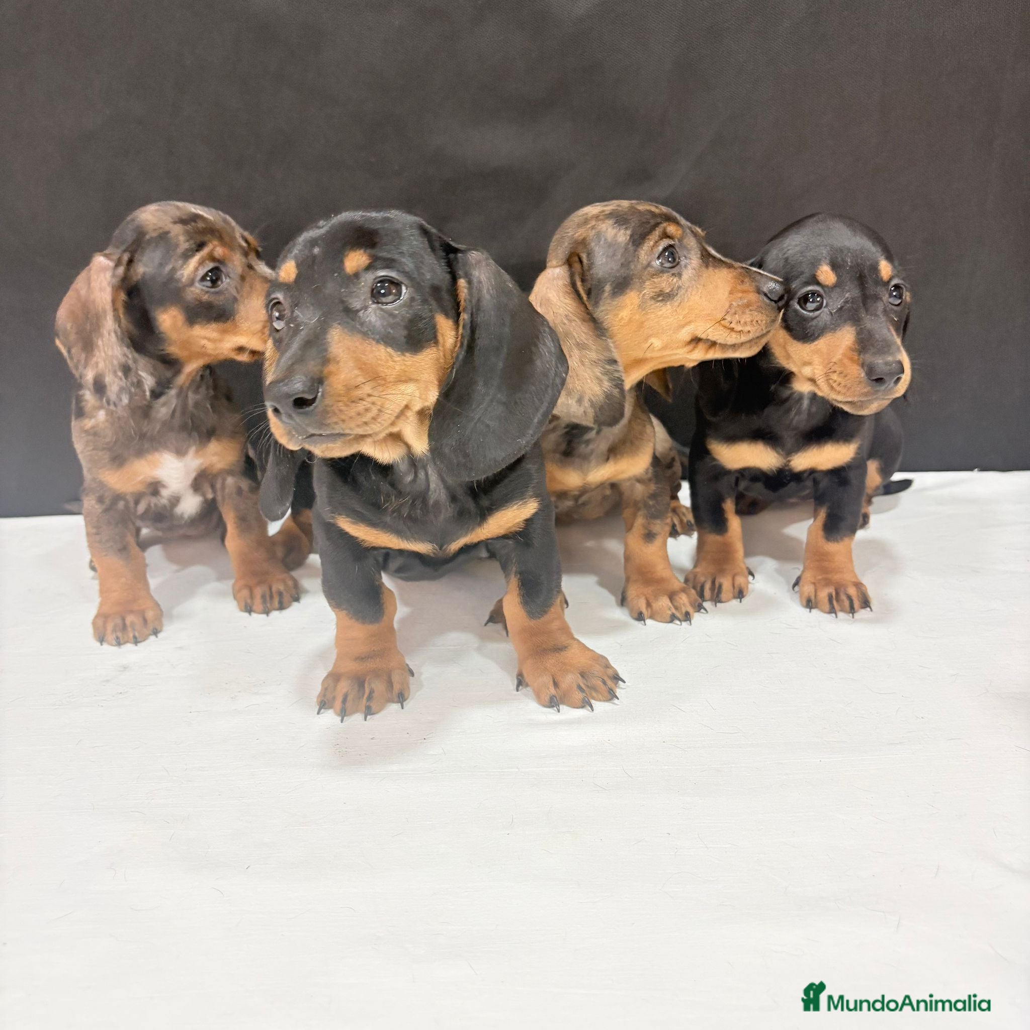 Teckel Miniatura perros en venta: Teckel Miniatura  - Anuncio 1