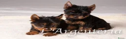 Yorkshire Terrier perros en venta: Camada Yorkshire Terrier  - Anuncio 10