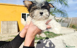 Raza Mixta perros en venta: Cachorritas malvi - Anuncio 9