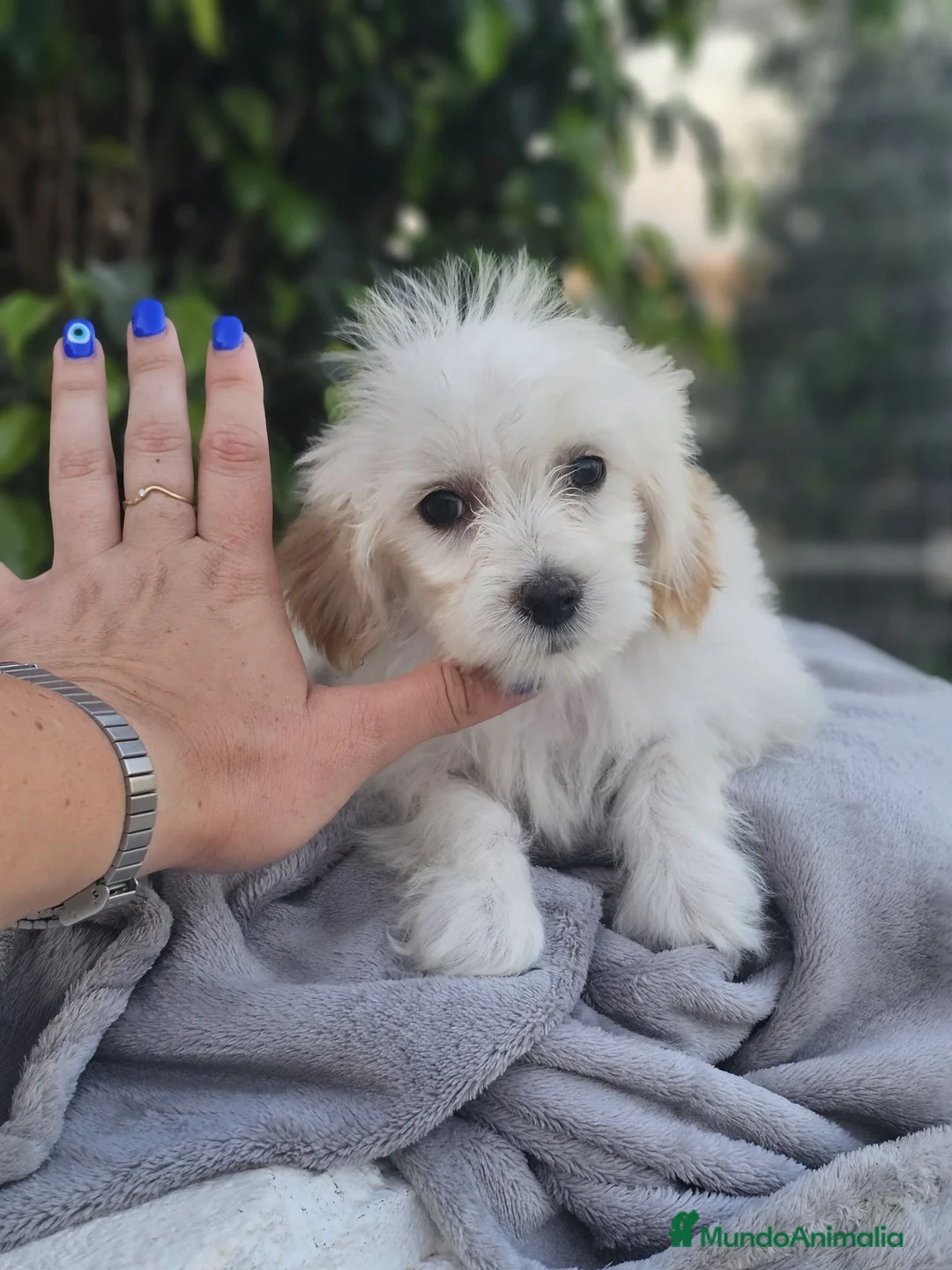 Perro Crestado Chino perros en adopcion: Crestado chino con pelo  - Anuncio 5