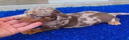 Teckel Miniatura perros en venta: Teckel miniaturas  - Anuncio 5