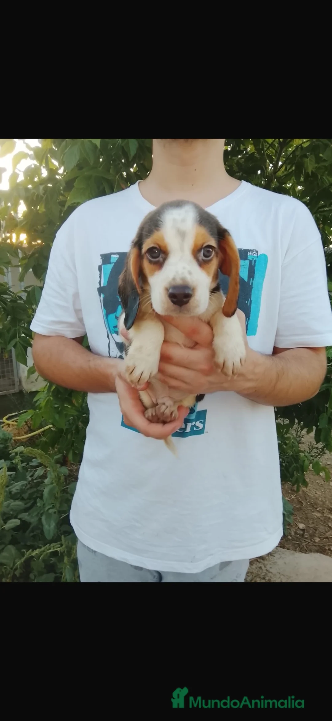 Beagle perros en venta: Cachorros beagle disponibles - Anuncio 5