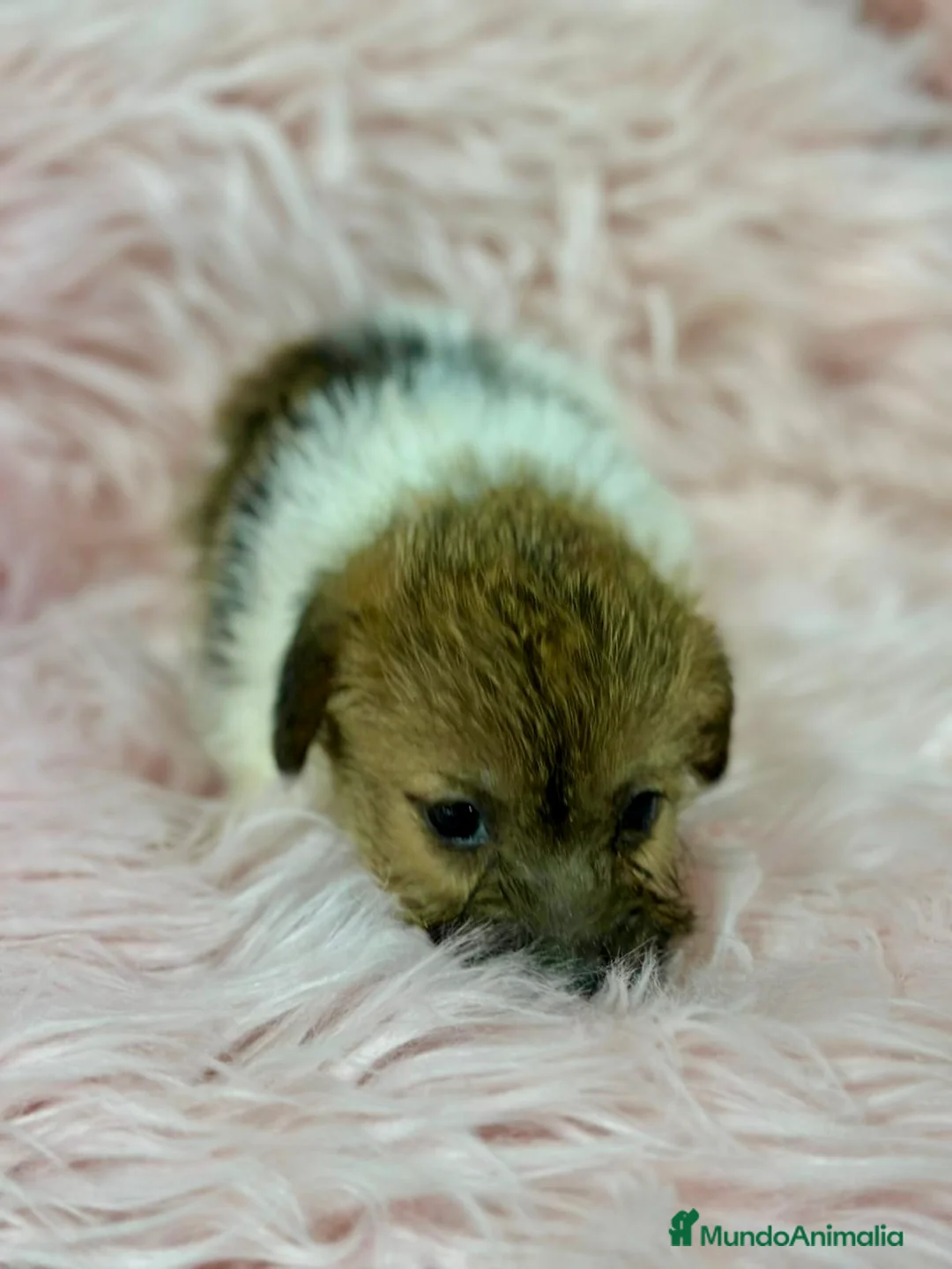 Jack Russell Terrier perros en venta: Jack Russell Broken  - Anuncio 4