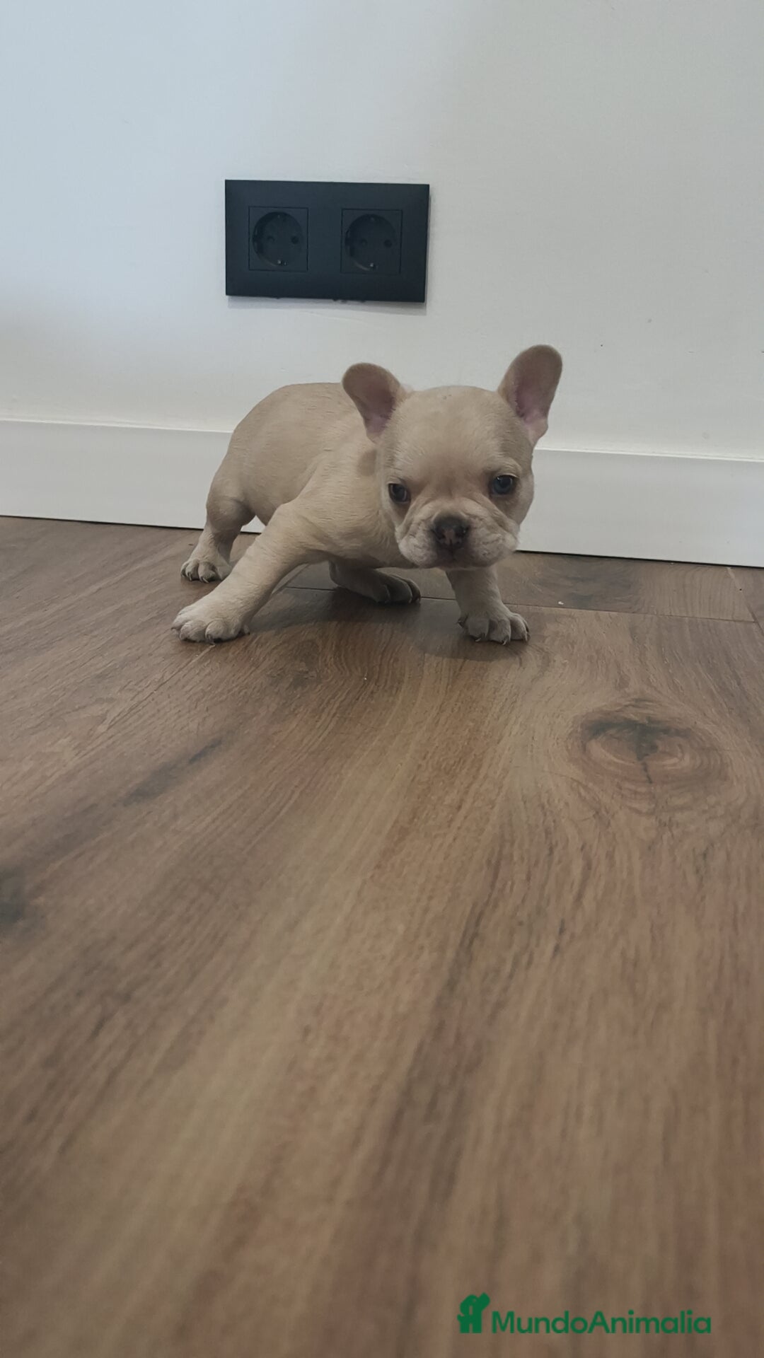 Bulldog Francés perros en venta: Bulldog Francés Macho ojos azules espectacular!!! - Imagen 8