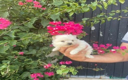 Pomerania perros en venta: Lulu pomerania  - Imagen 6