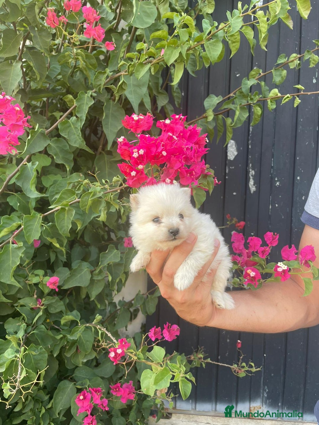 Pomerania perros en venta: Lulu pomerania  - Imagen 6