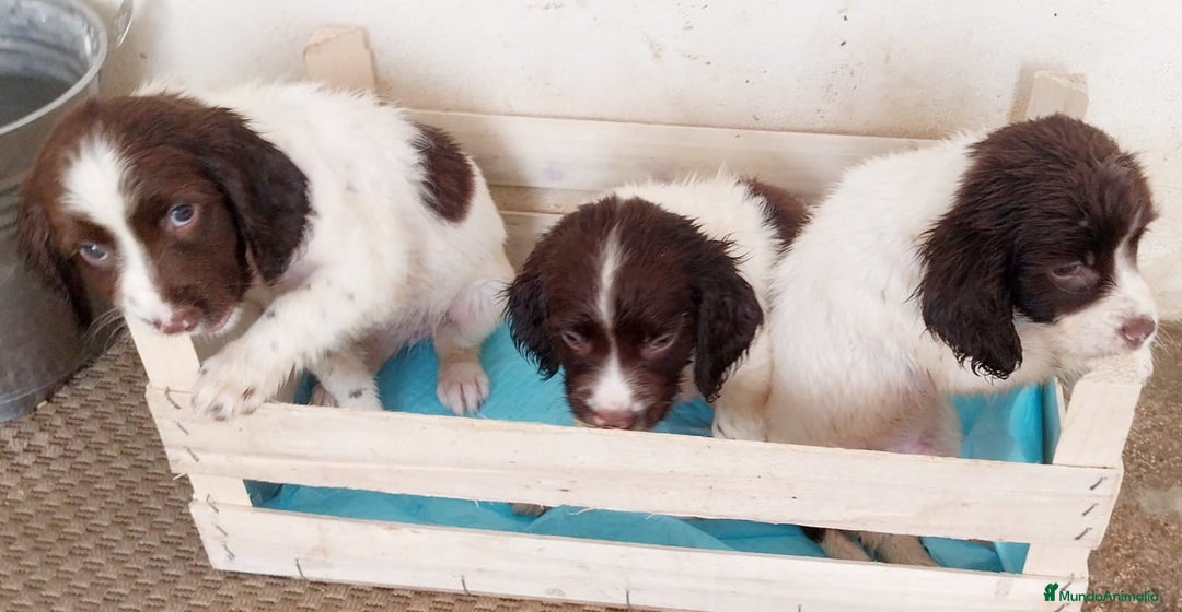 English Springer Spaniel perros en venta: Springer spaniels inglés - Imagen 2