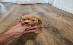 Caniche Toy perros en venta: Caniche Toy apricot  - Imagen 3