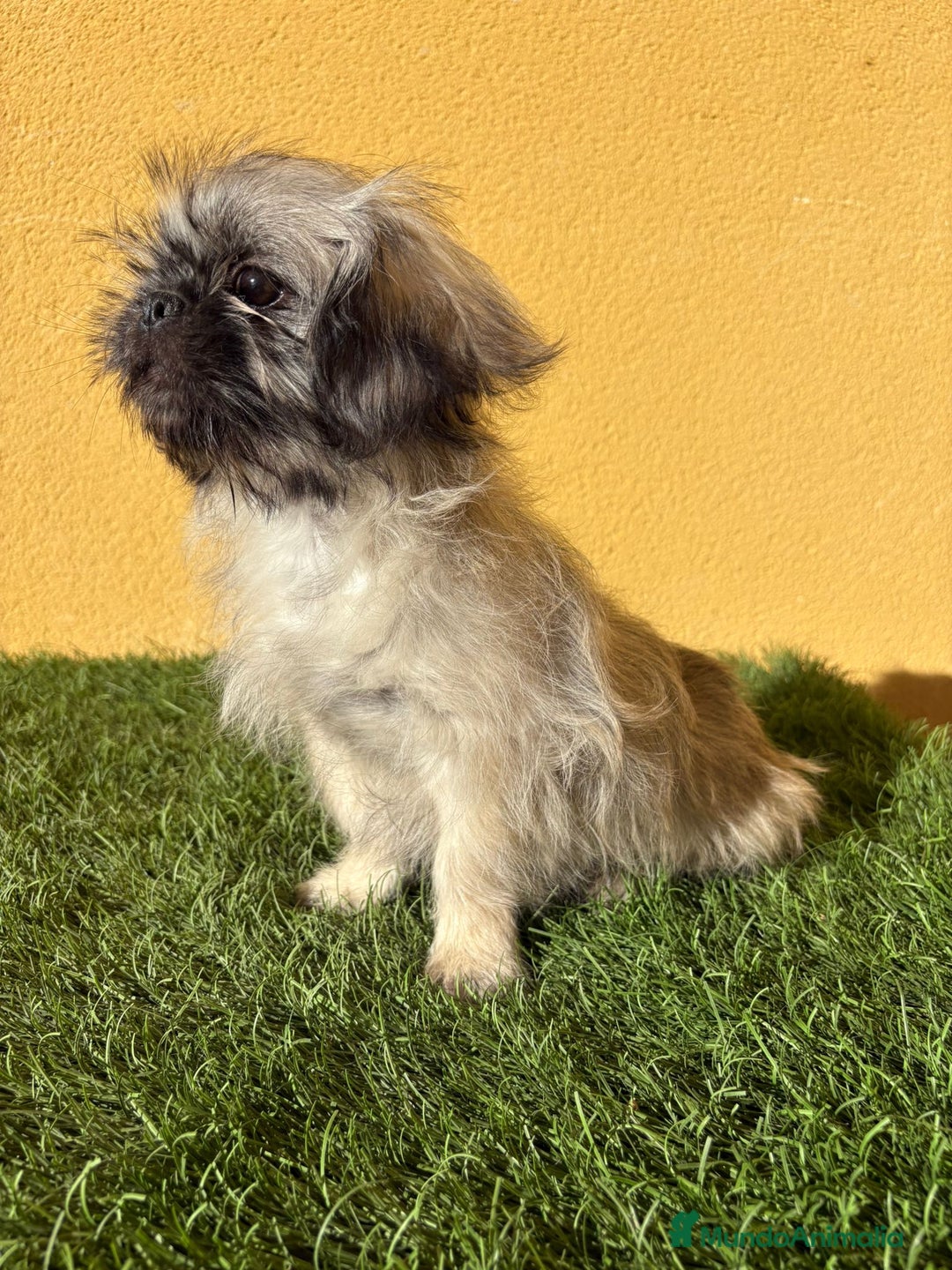 Pekinés perros en venta: cachorrita de Pekines Imperial  - Imagen 7