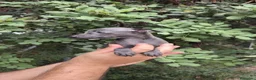 Pequeño Lebrel Italiano perros en venta: Pequeño lebrel Italiano  - Anuncio 2