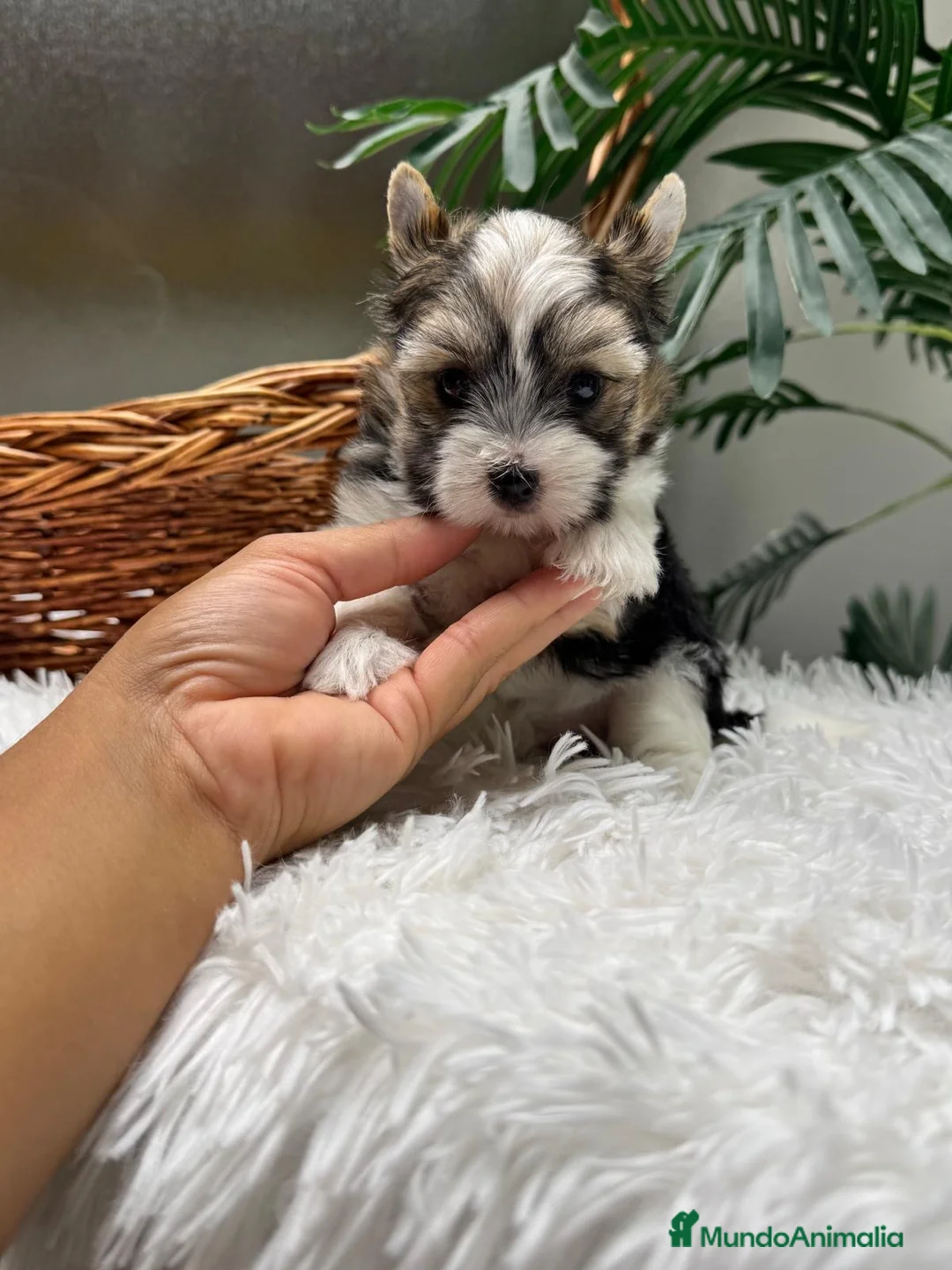 Yorkshire Terrier perros en venta: YORKSHIRE BIEWER - Anuncio 2