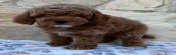 Caniche Toy perros en venta: Caniche toy - Anuncio 10