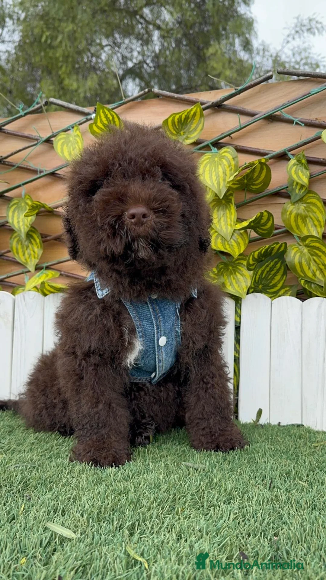 Perro de Agua Español perros en venta: PERRO DE AGUA ESPAÑOL - Anuncio 10