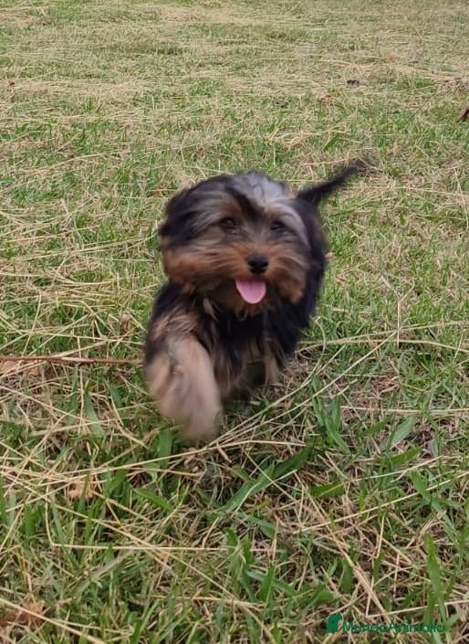 Yorkshire Terrier perros Cachorritos de yorkshire - Anuncio 1