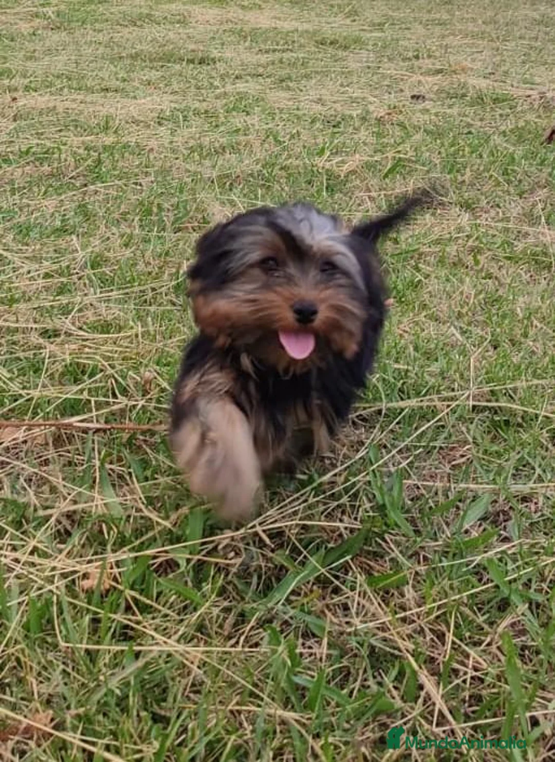 Yorkshire Terrier perros en venta: Cachorritos de yorkshire - Anuncio 1