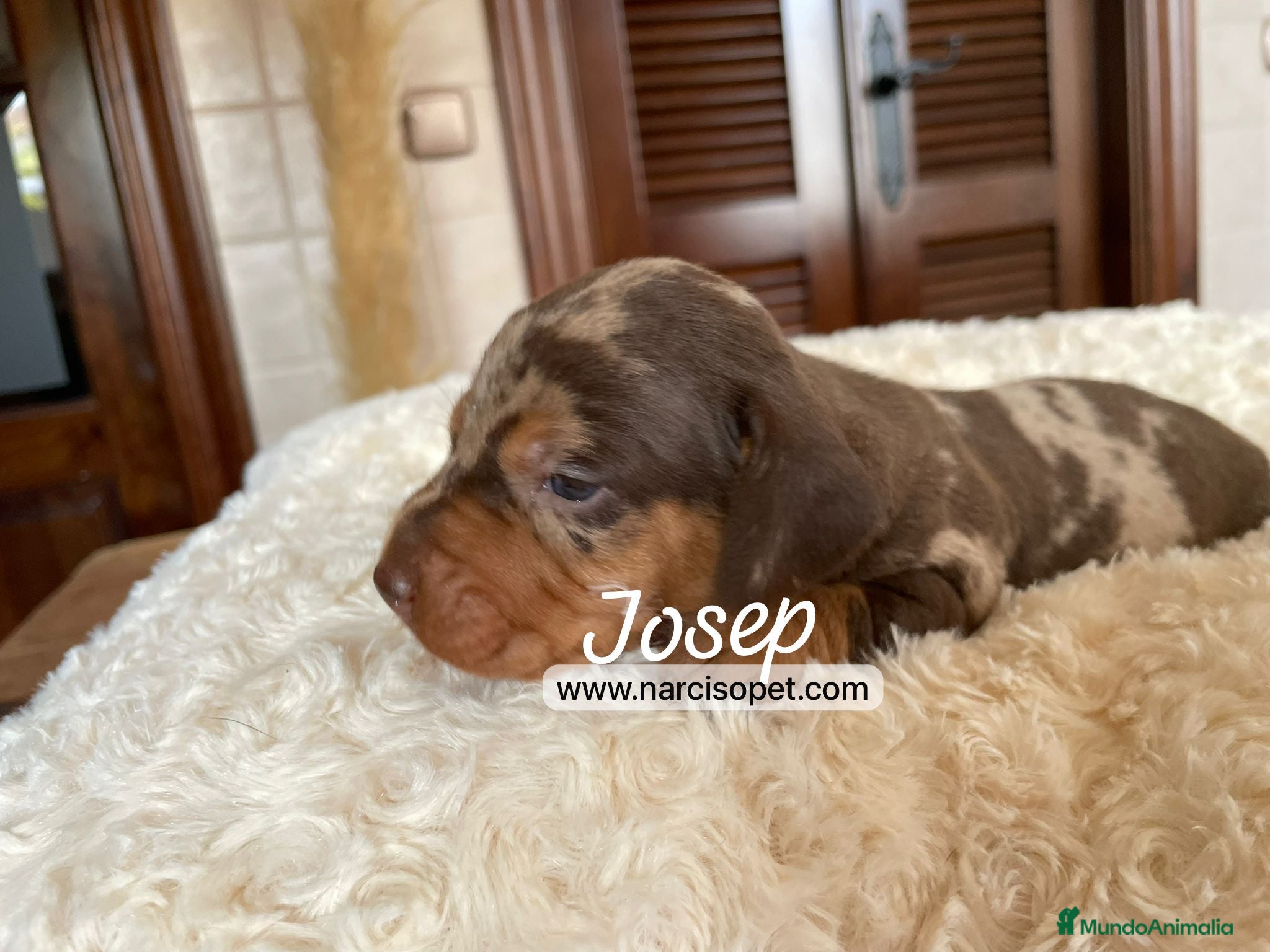 Teckel Miniatura perros VENTA DE TECKEL CHOCOLATE MERLE en Asturias - Anuncio 22