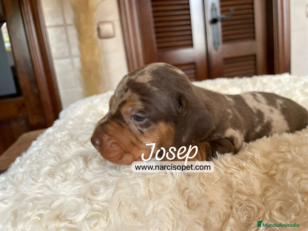 Teckel Miniatura perros en venta: VENTA DE TECKEL CHOCOLATE MERLE en Asturias - Anuncio 1