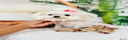 Maltipoo perros en venta: MALTIPOO TOY - Anuncio 12