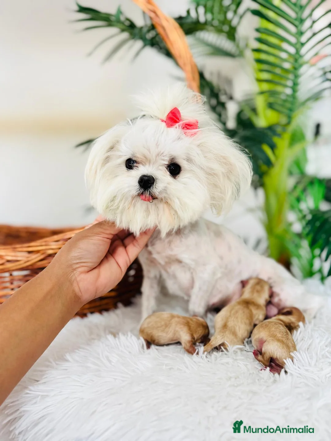 Maltipoo perros en venta: MALTIPOO TOY - Anuncio 12
