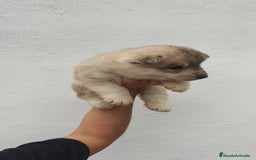 Husky Siberiano perros en venta: Último Macho Husky siberiano  - Imagen 2
