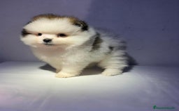 Pomerania perros en venta: MINI POMERANIA ÚNICOS  - Anuncio 3