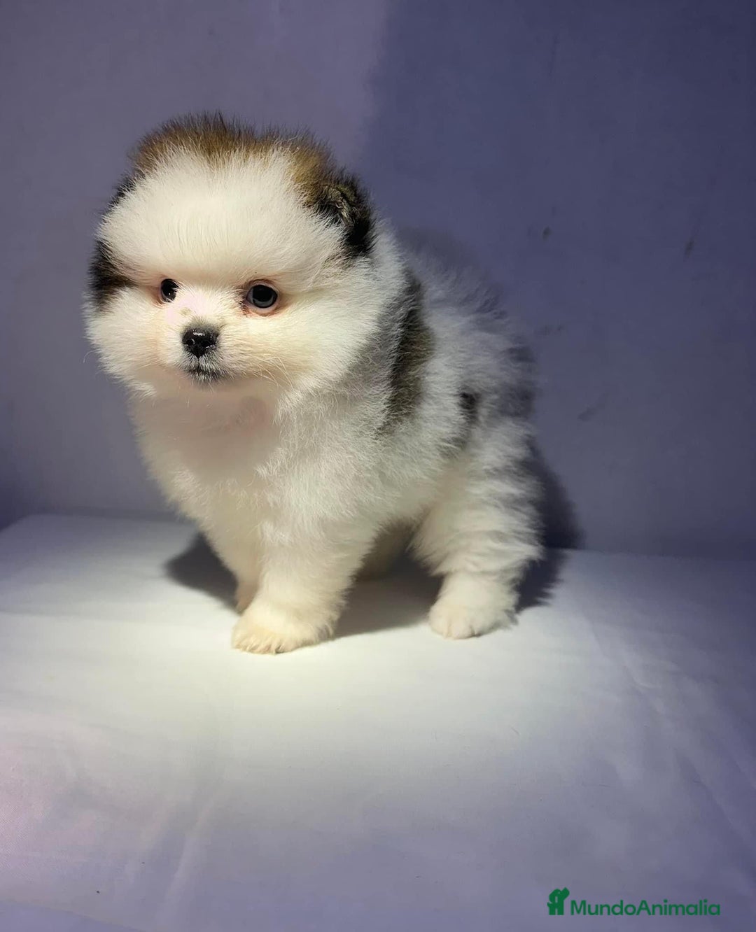 Pomerania perros en venta: MINI POMERANIA ÚNICOS  - Anuncio 3